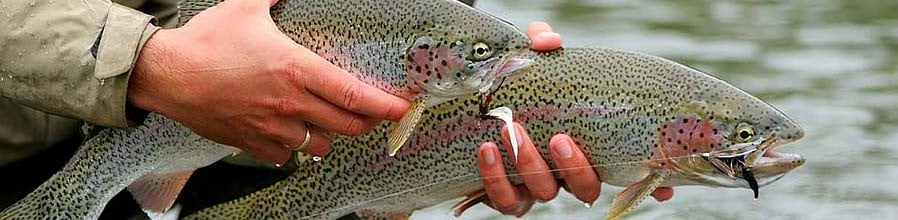 A couple beautiful Rainbow Trout caught at Rainbow River Lodge on the Copper River