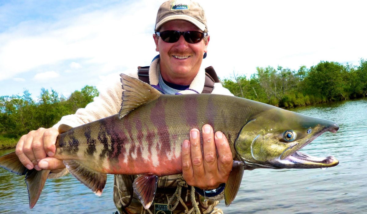 The Chum Salmon, also known as Tiger or Calico Salmon