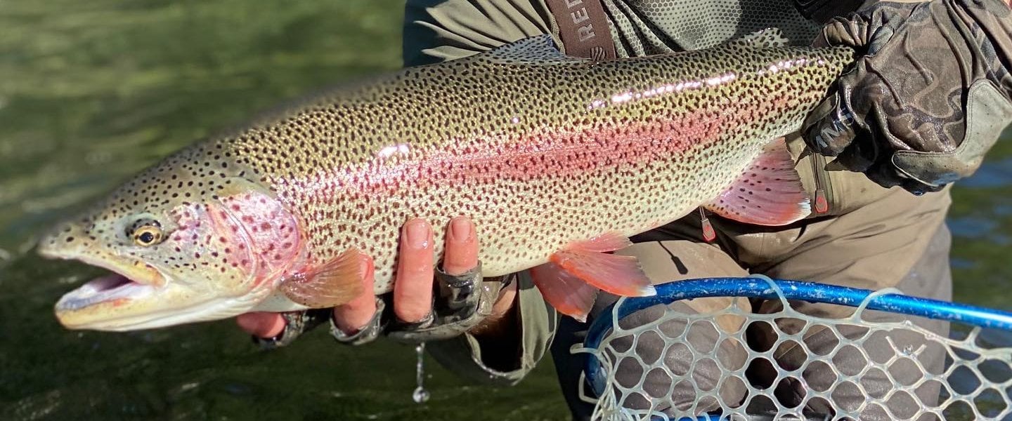 Beautiful Leopard Rainbow Trout caught with FishHound Expeditions