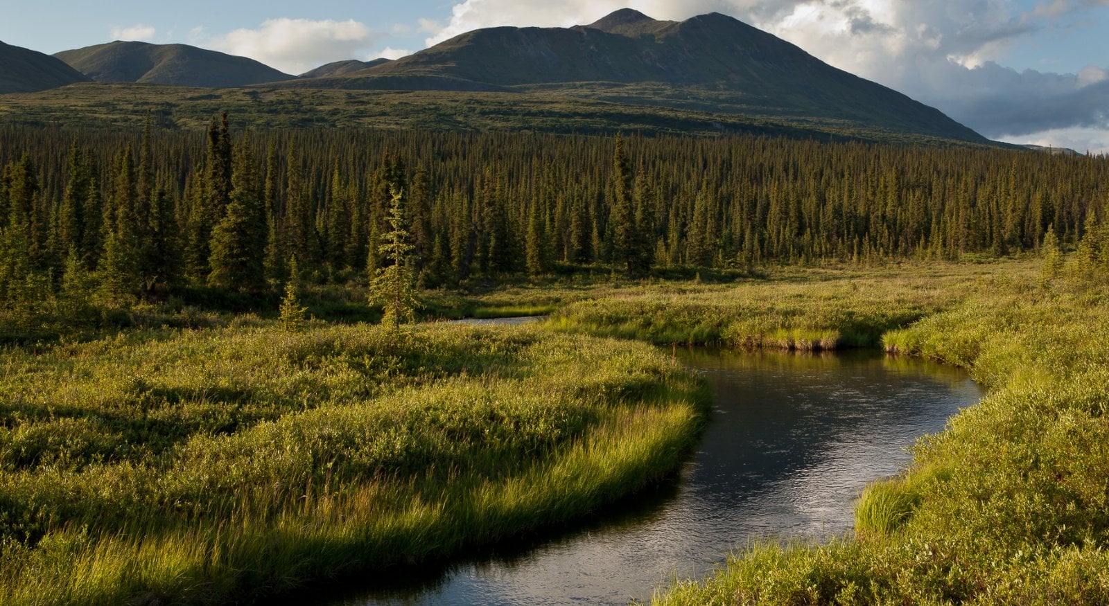 Beautiful Denali Area Scenery