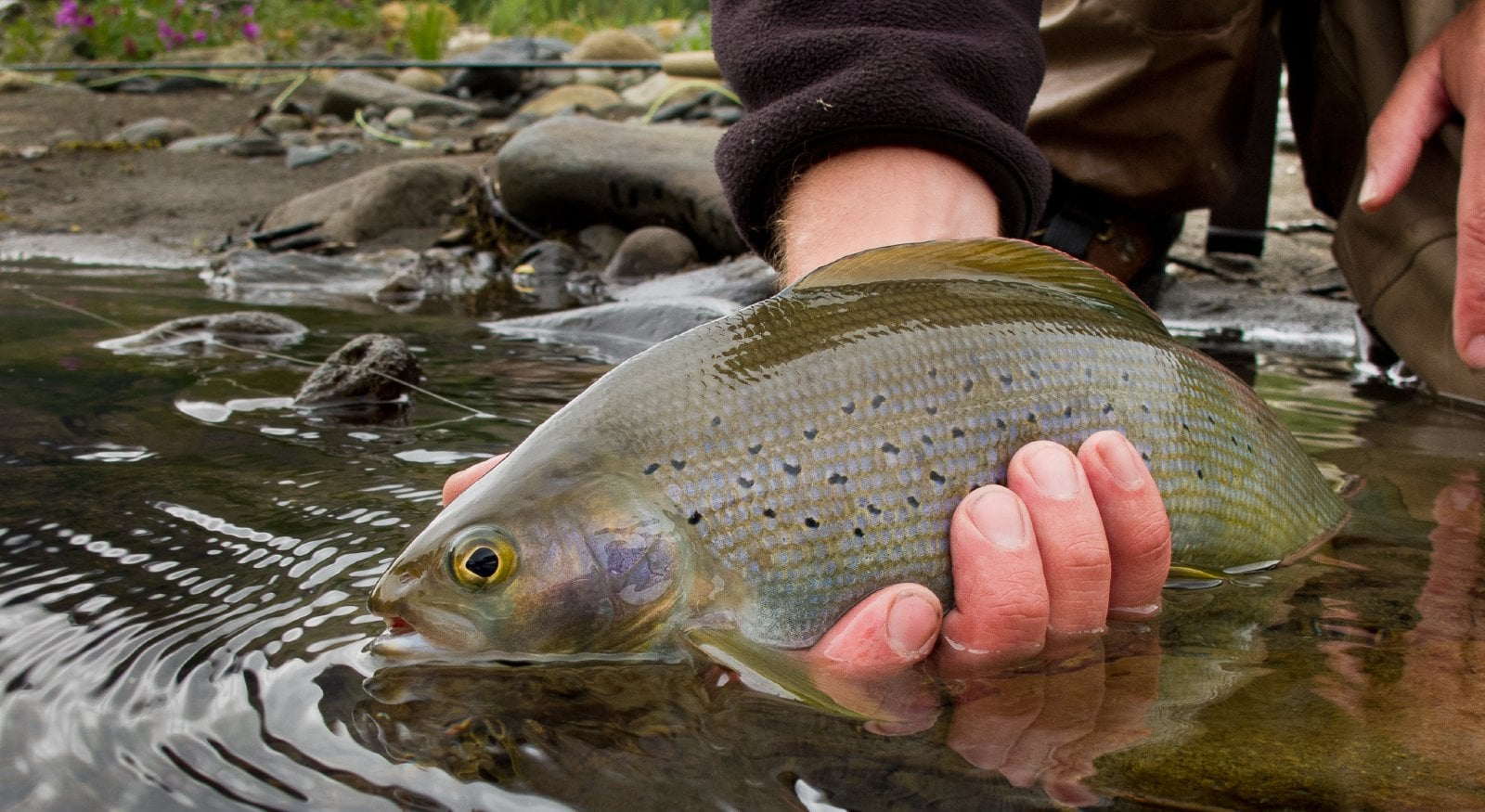 Arctic Grayling
