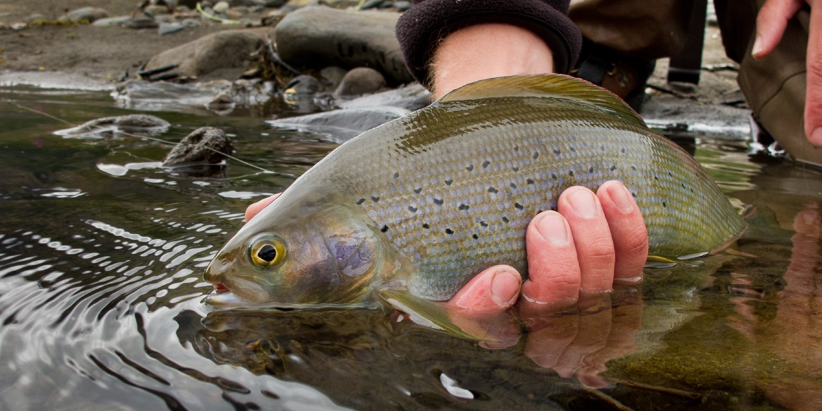 Beautiful Artic Grayling caught with Denali Angler