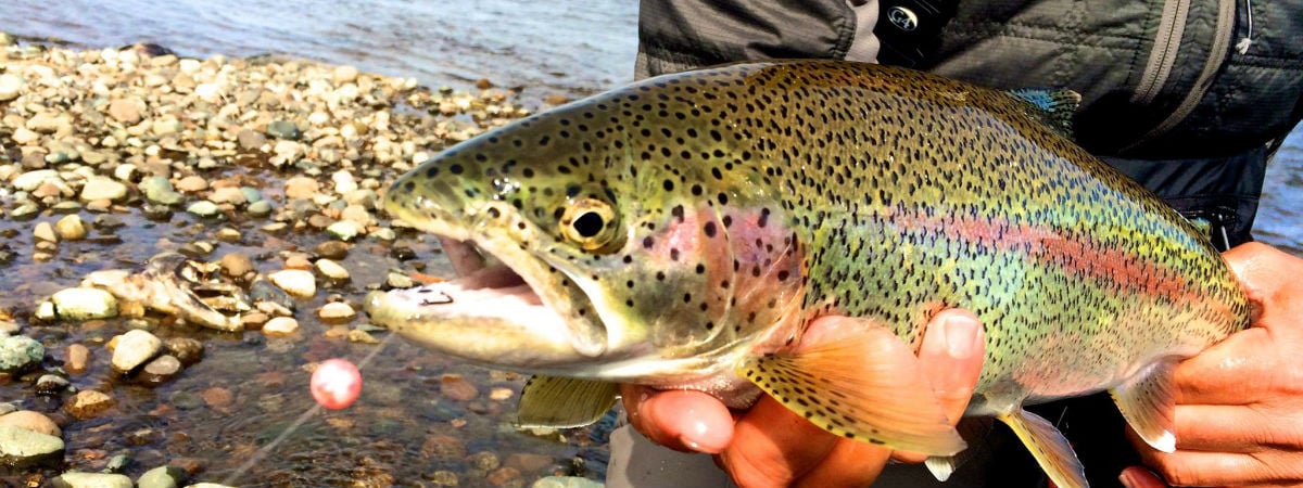 Fly Fishing for Trophy Rainbow Trout