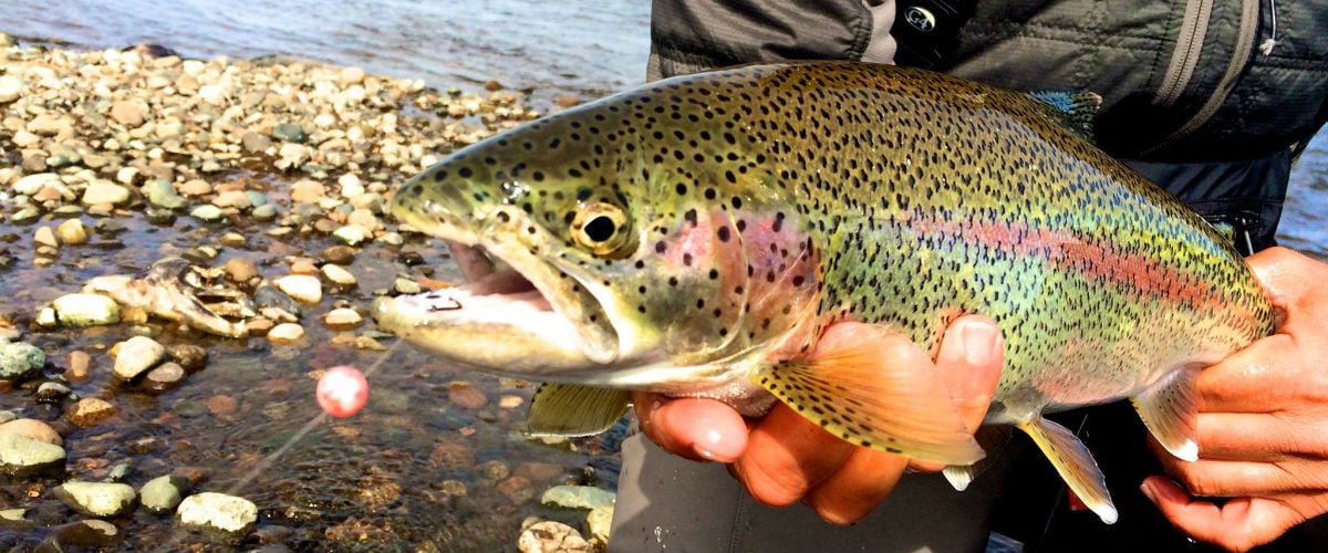 Trophy Rainbow Trout caught at Angler's Alibi Fishing Lodge