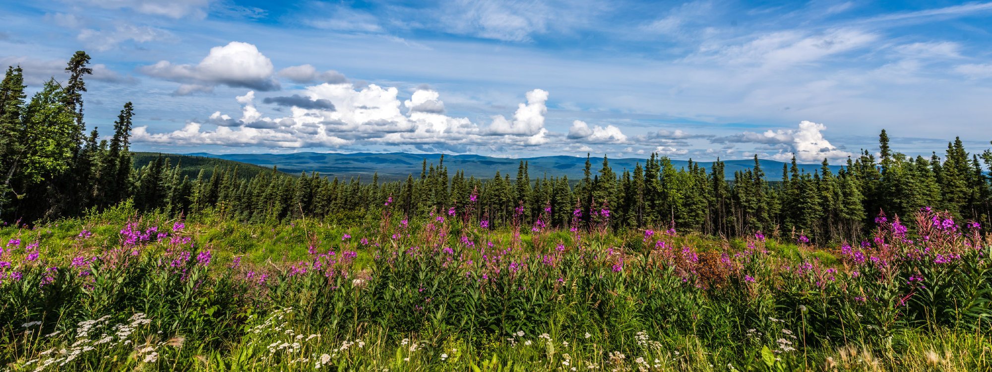 Beautiful Wilderness View Near Fairbanks, Alaska
