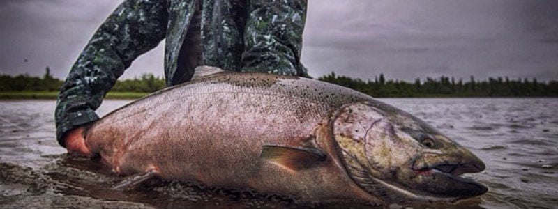 Fly Fishing for Salmon in the Bristol Bay Watershed