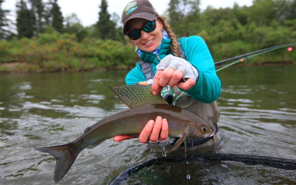 Arctische vlagzalm gevangen bij Angler 's Alibi Lodge - Alagnak River, Alaska