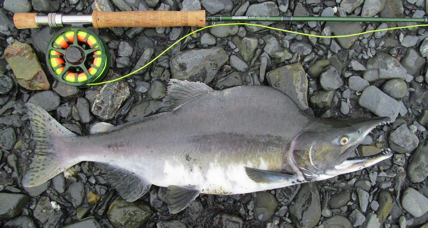 Pink Salmon Fishing in Alaska