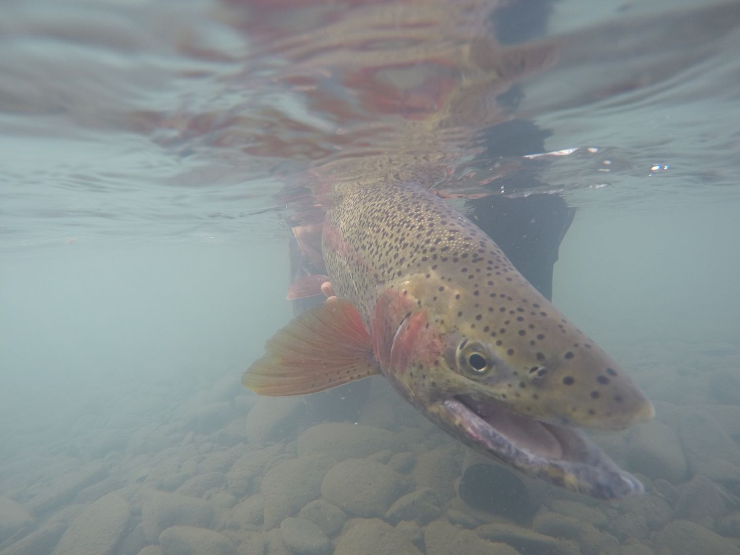 Beautiful Rainbow Trout caught & relased with Cooper Landing Fishing Guide, LLC - Kenai River, Alaska